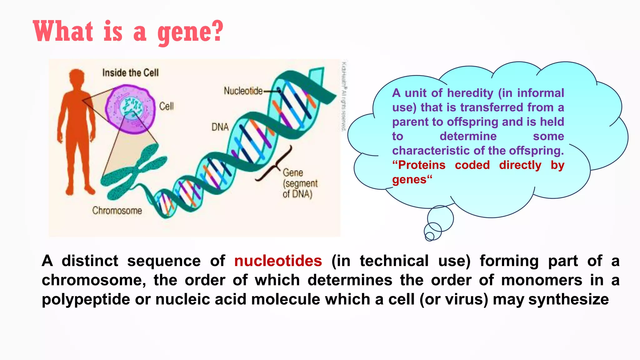 What is a gene?
A distinct sequence of nucleotides (in technical use) forming part of a
chromosome, the order of which determines the order of monomers in a
polypeptide or nucleic acid molecule which a cell (or virus) may synthesize
A unit of heredity (in informal
use) that is transferred from a
parent to offspring and is held
to determine some
characteristic of the offspring.
“Proteins coded directly by
genes“
 