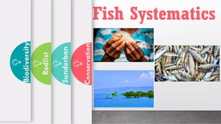 Fish Systematics
C
onservatio
n
Sunderban
Redlist
Biodiversityt
 