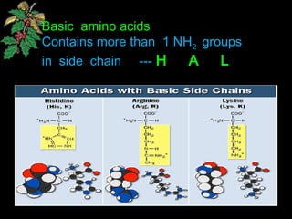 Basic amino acids
Contains more than 1 NH2 groups
in side chain --- H A L
 