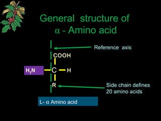 General structure of
α - Amino acid
L- α Amino acid
COOH
HH2N
R
C
Side chain defines
20 amino acids
Reference axis
 