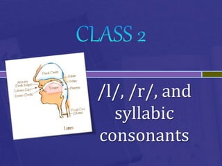 /l/, /r/, and
syllabic
consonants
 