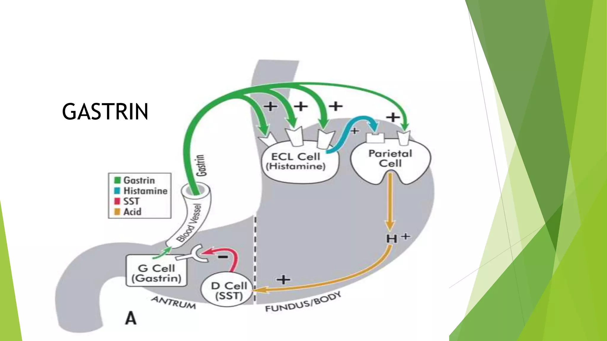 PROTEIN STRUCTURE AND BIOLOGICALLY IMPORTANT PEPTIDES | PPTX