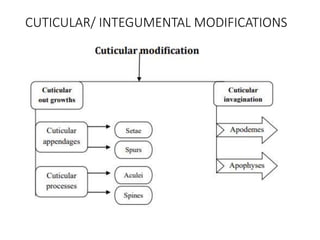 Structure of integument its function, moulting.pptx