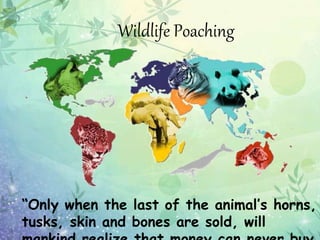 “Only when the last of the animal’s horns,
tusks, skin and bones are sold, will
Wildlife Poaching
 