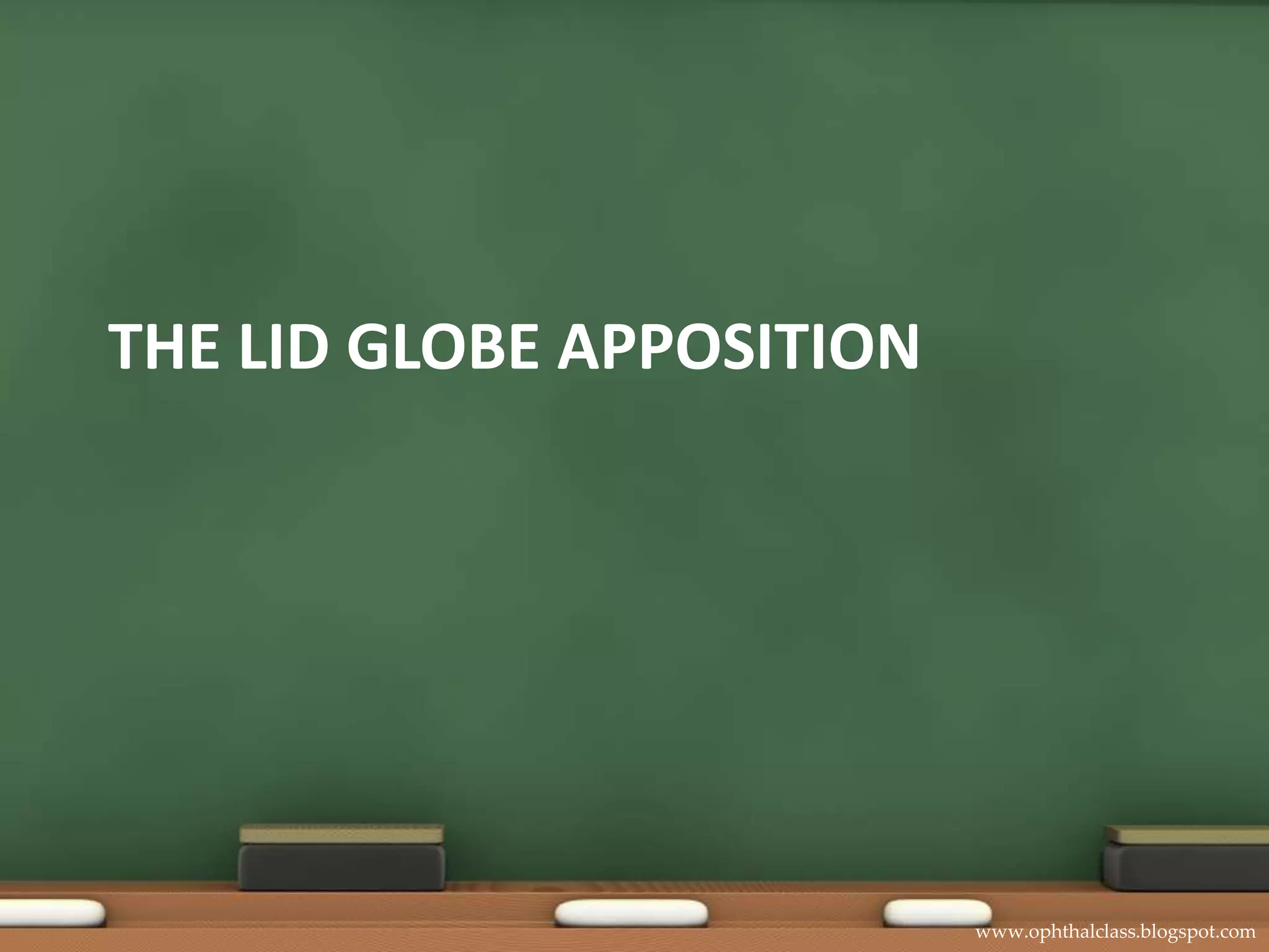 The lid globe apposition