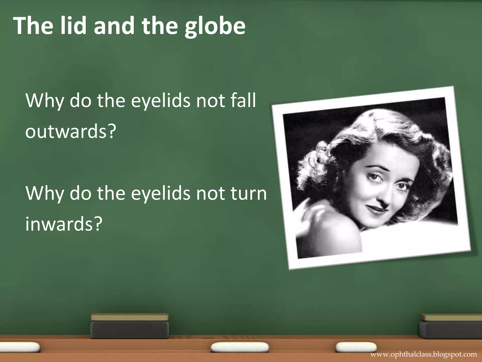 The lid and the globeWhy do the eyelids not fall outwards?Why do the eyelids not turn inwards?