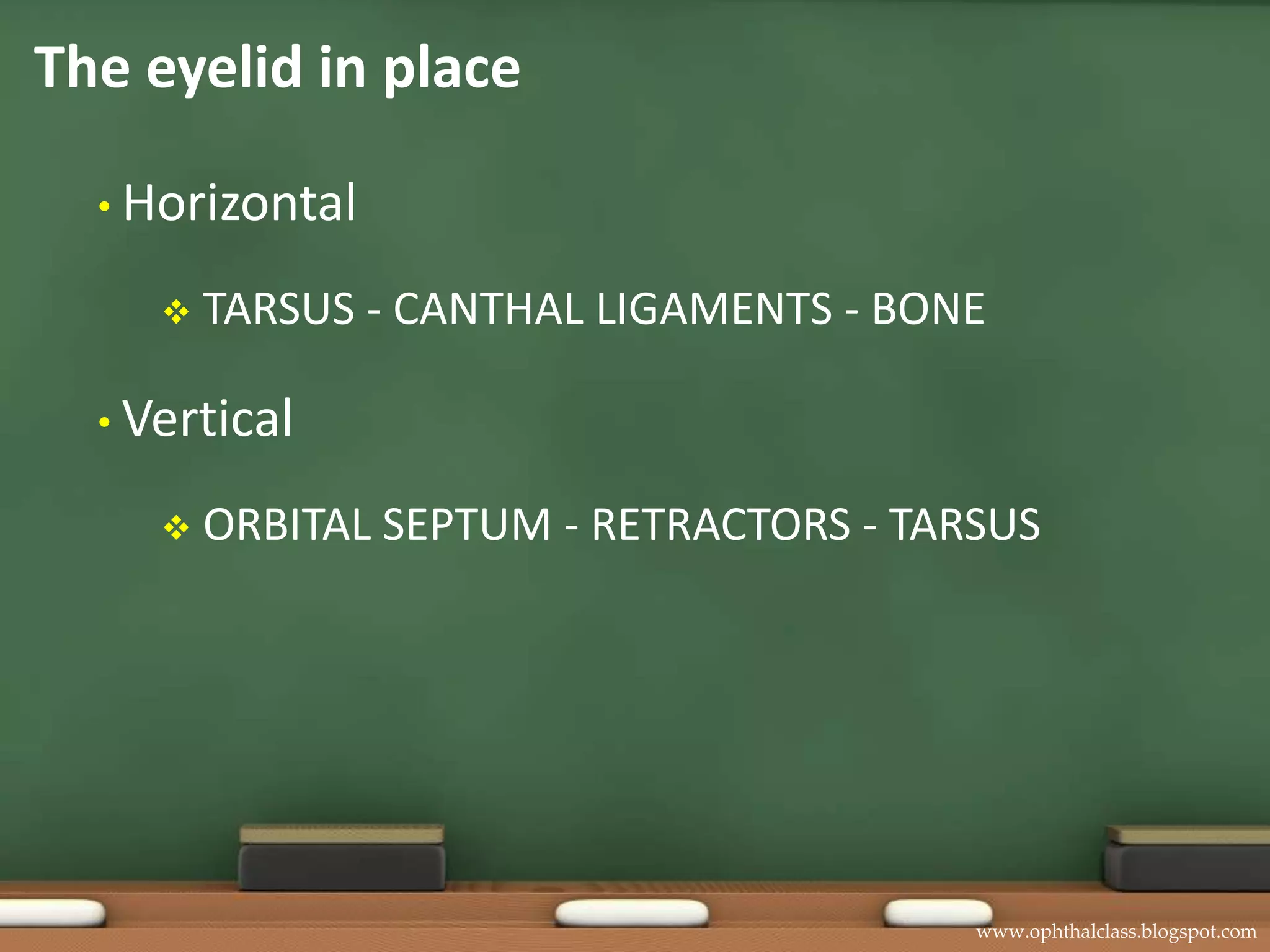 The eyelid in placeHorizontal  TARSUS - CANTHAL LIGAMENTS - BONEVertical  ORBITAL SEPTUM - RETRACTORS - TARSUSThe lid globe apposition-horizontalTARSUS - CANTHAL LIGAMENTS - BONE Superior and inferior tarsus Medial and lateral canthal ligamentsLacrimalcrests and lateral orbital tubercle