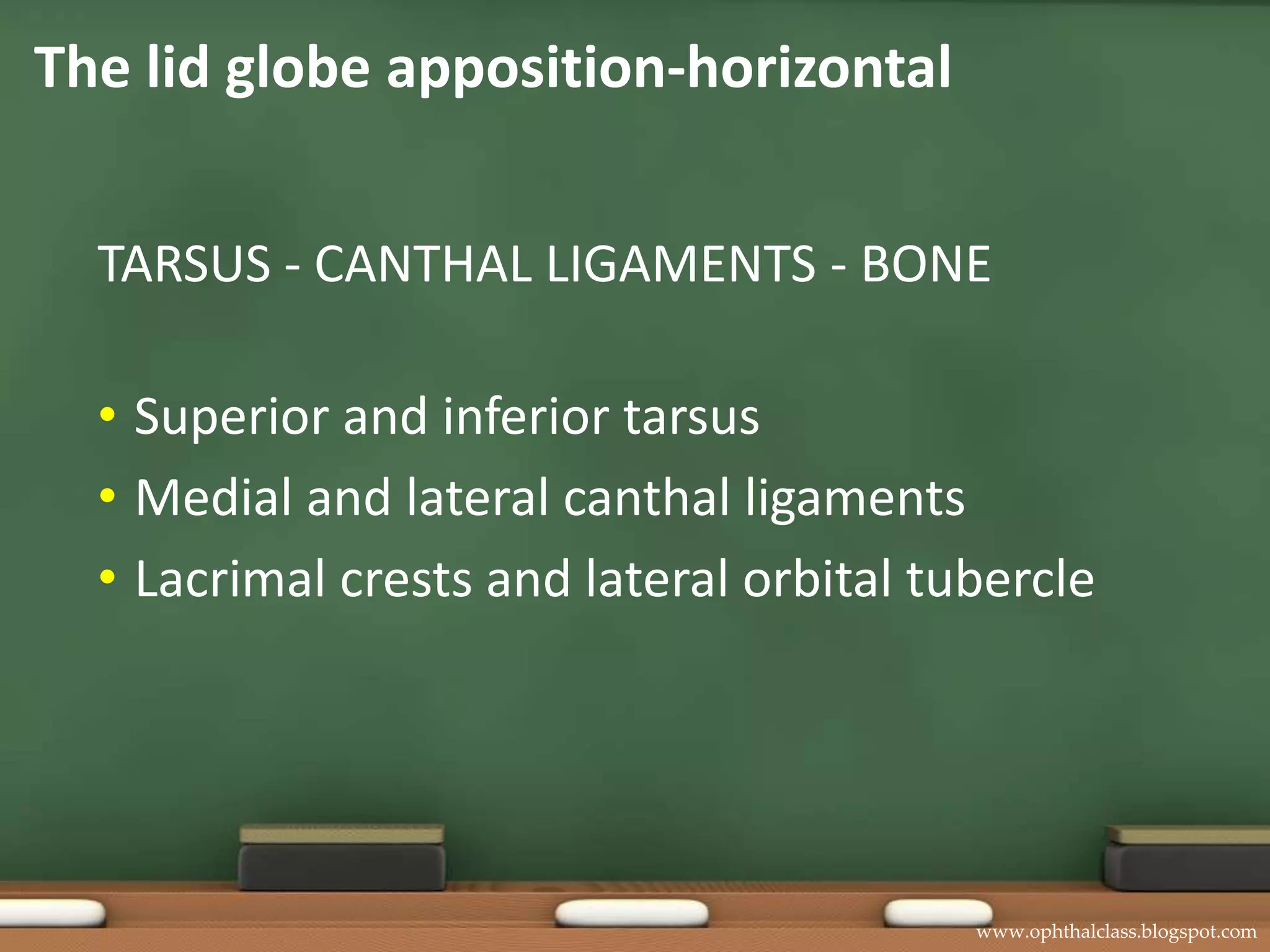 The lid globe apposition-verticalORBITAL SEPTUM - RETRACTORS - TARSUSOrbital septumLevatoraponeurosisMuller’s muscleTarsus 