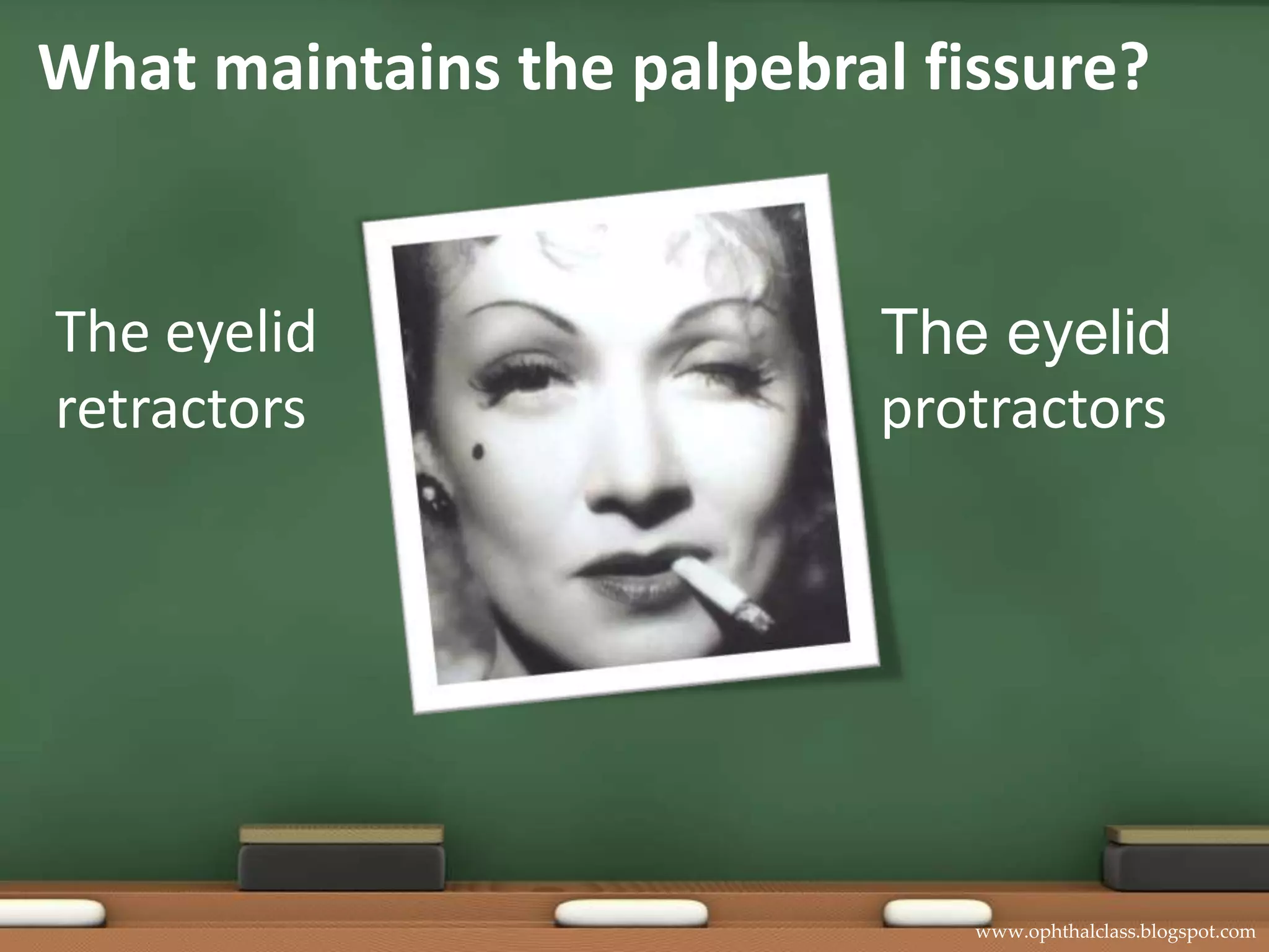 What maintains the palpebral fissure?The eyelid retractorsThe eyelid  protractors