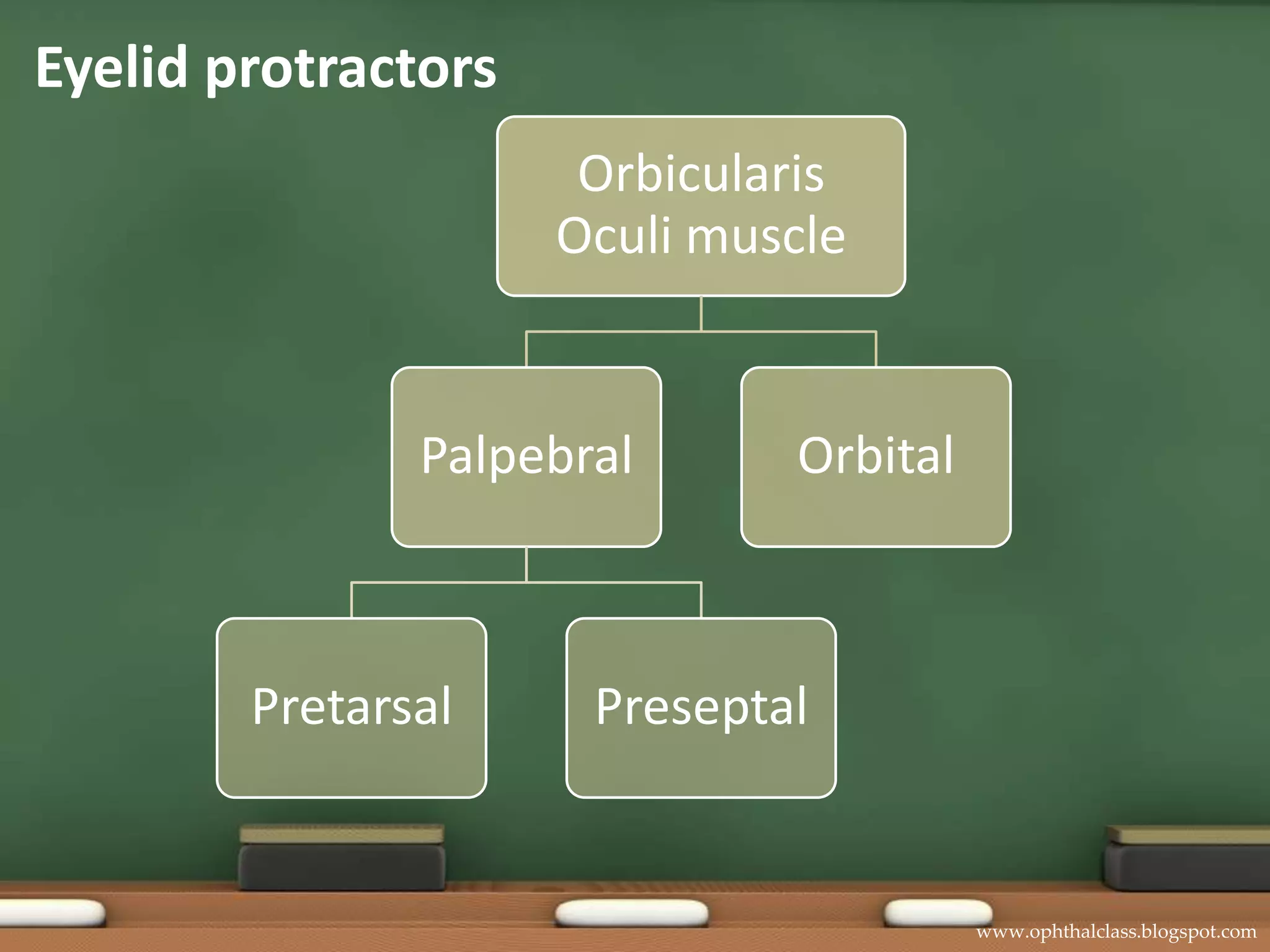Eyelid protractors