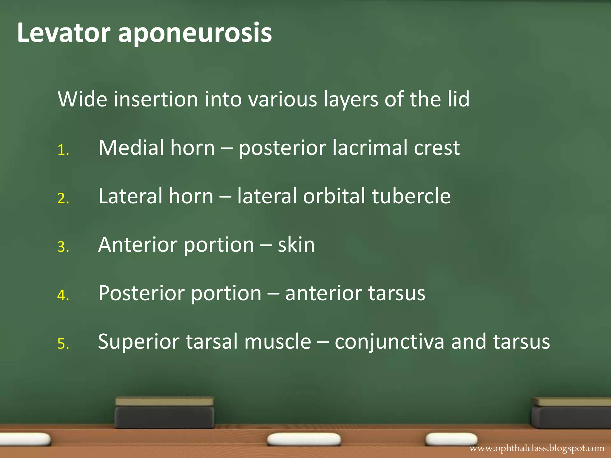 LevatoraponeurosisWide insertion into various layers of the lidMedial horn – posterior lacrimal crestLateral horn – lateral orbital tubercleAnterior portion – skinPosterior portion – anterior tarsusSuperior tarsal muscle – conjunctiva and tarsus
