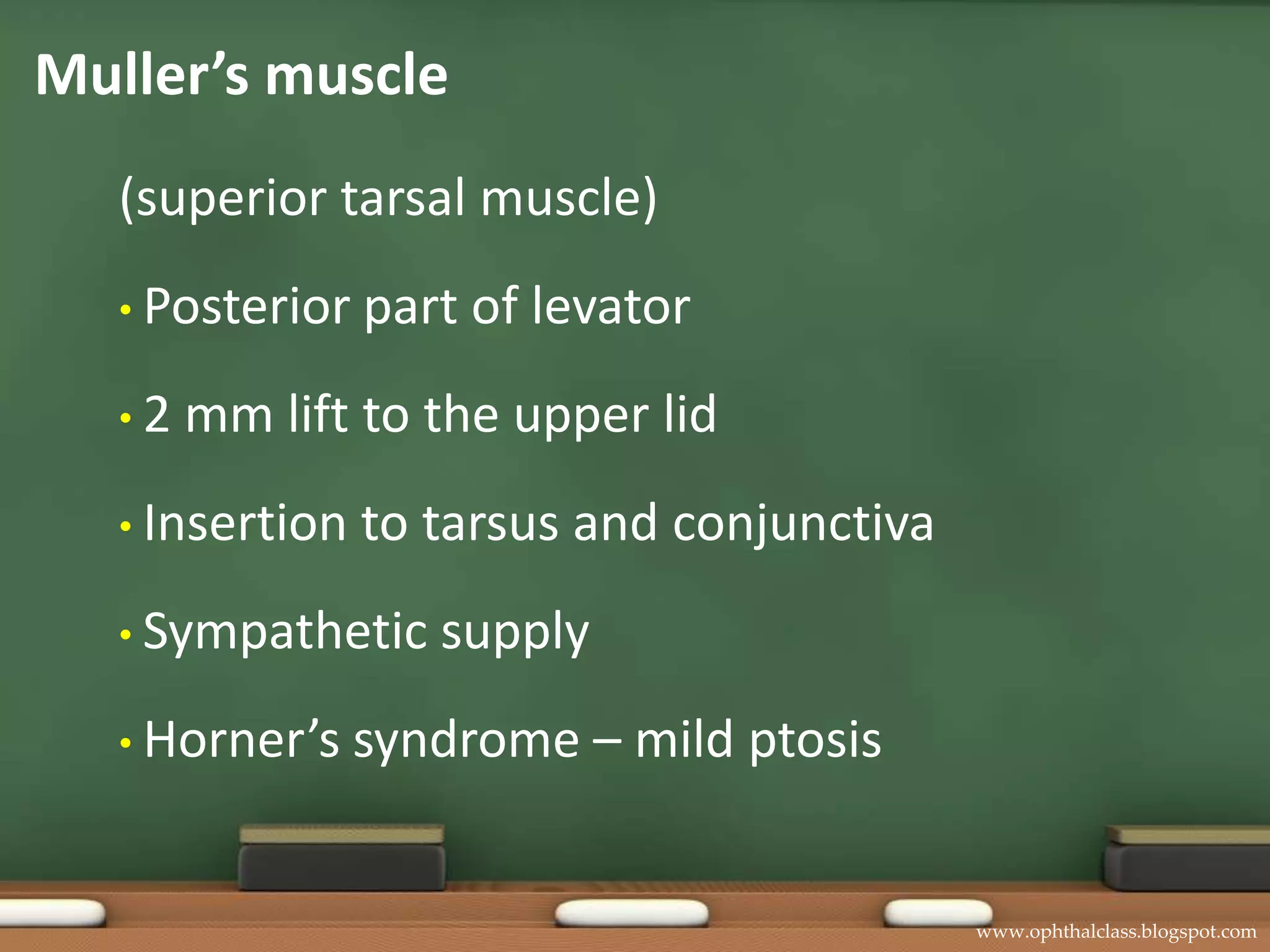 Muller’s muscle(superior tarsal muscle)Posterior part of levator2 mm lift to the upper lidInsertion to tarsus and conjunctivaSympathetic supplyHorner’s syndrome – mild ptosis