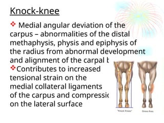 Comprehensive Analysis of Equine Forelimb Conformation and Structural ...