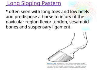 Comprehensive Analysis of Equine Forelimb Conformation and Structural ...