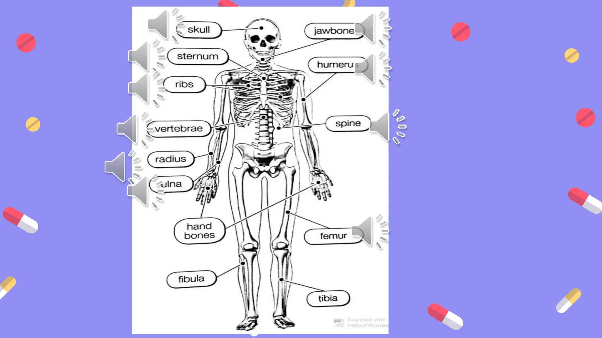 _The_skeletal_ en español los huesos pero en ingles | PPTX