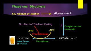Phase one Glycolysis
Fructose Fructose – 6 - P
Glucose – 6- P
Phospho hexose
isomerase
Fructokinase
2
When Excess
of fructose
ADPATP
No effect of Insulin or Fasting
Key molecule at junction
Hexokinase
 