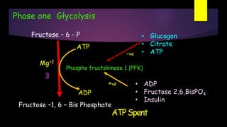 Phase one Glycolysis
Fructose –1, 6 – Bis Phosphate
Phospho fructokinase 1 [PFK]
3
ADP
ATP
Fructose – 6 - P
• ADP
• Fructose 2,6,BisPO4
• Insulin
+ve
• Glucagon
• Citrate
• ATP-ve
Mg+2
 