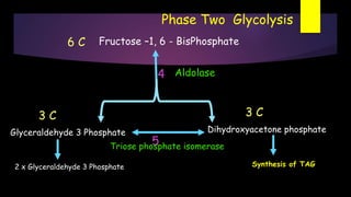 Phase Two Glycolysis
Fructose –1, 6 - BisPhosphate
Aldolase
5
Glyceraldehyde 3 Phosphate
Triose phosphate isomerase
Dihydroxyacetone phosphate
4
Synthesis of TAG2 x Glyceraldehyde 3 Phosphate
3 C 3 C
6 C
 