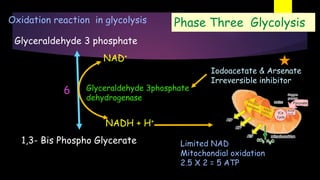 Phase Three Glycolysis
1,3- Bis Phospho Glycerate
Glyceraldehyde 3phosphate
dehydrogenase
6
NADH + H+
NAD+
Glyceraldehyde 3 phosphate
Limited NAD
Mitochondial oxidation
2.5 X 2 = 5 ATP
Oxidation reaction in glycolysis
Iodoacetate & Arsenate
Irreversible inhibitor
 