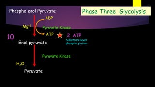Phospho enol Pyruvate
Pyruvate Kinase
Pyruvate
Enol pyruvate
Pyruvate Kinase
H2O
ATP
ADP
Mg+2
2 ATP
Substrate level
phosphorylation
10
Phase Three Glycolysis
 