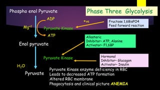 Phospho enol Pyruvate
Pyruvate Kinase
Pyruvate
Enol pyruvate
Pyruvate Kinase
H2O
ATP
ADP
Mg+2
Fructose 1,6BisPO4
Feed forward reaction
+ve
Pyruvate Kinase enzyme deficiency in RBC
Leads to decreased ATP formation
Altered RBC membrane
Phagocytosis and clinical picture ANEMIA
Allosteric
Inhibitor– ATP, Alanine
Activator– F1,6BP
Hormonal
Inhibitor– Glucagon
Activator– Insulin
Phase Three Glycolysis
 