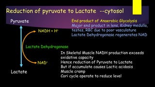Pyruvate
Lactate
Lactate Dehydrogenase
NAD+
NADH + H+
End product of Anaerobic Glycolysis
Major end product in lens, Kidney medulla,
testes, RBC due to poor vasculature
Lactate Dehydrogenase regenerates NAD
Reduction of pyruvate to Lactate --cytosol
In Skeletal Muscle NADH production exceeds
oxidative capacity
Hence reduction of Pyruvate to Lactate
But if accumulate causes Lactic acidosis
Muscle cramp
Cori cycle operate to reduce level
 
