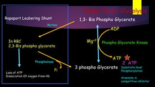 Phase Three Glycolysis
Mutase
In RBC
2,3-Bis phospho glycerate
Phosphatase
Pi
Loss of ATP
Dissociation Of oxygen from Hb
Rapaport Leubering Shunt 1,3- Bis Phospho Glycerate
Phospho Glycerate Kinase
ATP
ADP
3 phospho Glycerate
2 ATP
Substrate level
Phosphorylation
Arsenate is
competitive inhibitor
Mg+2
 