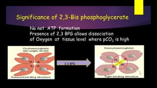 Significance of 2,3-Bis phosphoglycerate
No net ATP formation
Presence of 2,3 BPG allows dissociation
of Oxygen at tissue level where pCO2 is high
2,3 BPG
 