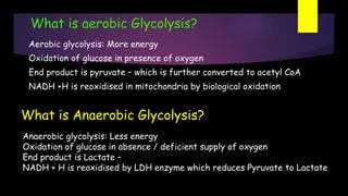 What is aerobic Glycolysis?
Aerobic glycolysis: More energy
Oxidation of glucose in presence of oxygen
End product is pyruvate – which is further converted to acetyl CoA
NADH +H is reoxidised in mitochondria by biological oxidation
Anaerobic glycolysis: Less energy
Oxidation of glucose in absence / deficient supply of oxygen
End product is Lactate –
NADH + H is reoxidised by LDH enzyme which reduces Pyruvate to Lactate
What is Anaerobic Glycolysis?
 