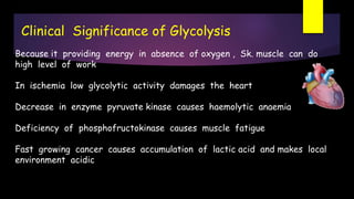 Because it providing energy in absence of oxygen , Sk. muscle can do
high level of work
In ischemia low glycolytic activity damages the heart
Decrease in enzyme pyruvate kinase causes haemolytic anaemia
Deficiency of phosphofructokinase causes muscle fatigue
Fast growing cancer causes accumulation of lactic acid and makes local
environment acidic
Clinical Significance of Glycolysis
 