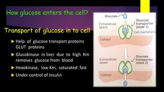 Transport of glucose in to cell
 Help of glucose transport proteins
GLUT proteins
 Glucokinase in liver due to high Km
removes glucose from blood
 Hexokinase, low Km, saturated fast
 Under control of Insulin
How glucose enters the cell?
 