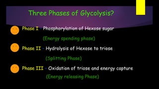 Three Phases of Glycolysis?
Phase I – Phosphorylation of Hexose sugar
(Energy spending phase)
Phase II – Hydrolysis of Hexose to triose
(Splitting Phase)
Phase III – Oxidation of triose and energy capture
(Energy releasing Phase)
 