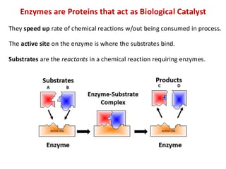 Enzymes and proteins_structure and functions.pdf