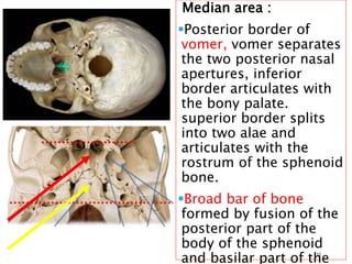 Median area :
Posterior border of
vomer, vomer separates
the two posterior nasal
apertures, inferior
border articulates with
the bony palate.
superior border splits
into two alae and
articulates with the
rostrum of the sphenoid
bone.
Broad bar of bone
formed by fusion of the
posterior part of the
body of the sphenoid
and basilar part of the12
 