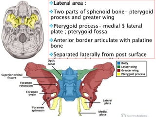 Lateral area :
Two parts of sphenoid bone- pterygoid
process and greater wing
Pterygoid process- medial $ lateral
plate ; pterygoid fossa
Anterior border articulate with palatine
bone
Separated laterally from post surface
of the body of the maxilla by
pterygomaxillary fissure
15
 