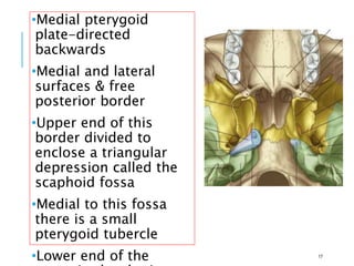 •Medial pterygoid
plate-directed
backwards
•Medial and lateral
surfaces & free
posterior border
•Upper end of this
border divided to
enclose a triangular
depression called the
scaphoid fossa
•Medial to this fossa
there is a small
pterygoid tubercle
•Lower end of the 17
 
