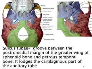Sulcus tubae- groove between the
postromedial margin of the greater wing of
sphenoid bone and petrous temporal
bone. It lodges the cartilaginous part of
the auditory tube 18
 