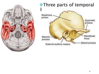 Three parts of temporal
bone :
19
 