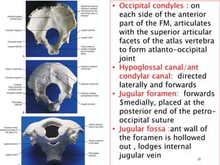 23
• Occipital condyles : on
each side of the anterior
part of the FM, articulates
with the superior articular
facets of the atlas vertebra
to form atlanto-occipital
joint
• Hypoglossal canal/ant
condylar canal: directed
laterally and forwards
• Jugular foramen: forwards
$medially, placed at the
posterior end of the petro-
occipital suture
• Jugular fossa :ant wall of
the foramen is hollowed
out , lodges internal
jugular vein
 