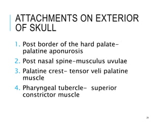 ATTACHMENTS ON EXTERIOR
OF SKULL
1. Post border of the hard palate-
palatine aponurosis
2. Post nasal spine-musculus uvulae
3. Palatine crest- tensor veli palatine
muscle
4. Pharyngeal tubercle- superior
constrictor muscle
24
 