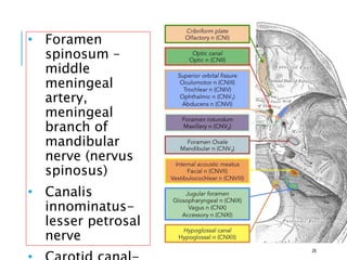 • Foramen
spinosum –
middle
meningeal
artery,
meningeal
branch of
mandibular
nerve (nervus
spinosus)
• Canalis
innominatus-
lesser petrosal
nerve
26
 