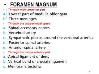 • FORAMEN MAGNUM
• Through wider posterior part
a. Lowest part of medulla oblongata
b. Three meninges
• Through the subarachnoid space
a. Spinal accessory nerves
b. Vertebral artery
c. Sympathetic plexus around the vertebral arteries
d. Posterior spinal arteries
e. Anterior spinal artery
• Through the narrow anterior part
a. Apical ligament of dens
b. Vertical band of cruciate ligament
c. Membrana tectoria
28
 