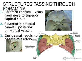STRUCTURES PASSING THROUGH
FORAMINA
1. Foramen caecum- veins
from nose to superior
sagittal sinus
2. Posterior ethmoidal
canals- posterior
ethmoidal vessels
3. Optic canal- optic nerve,
ophthalmic artery
32
 