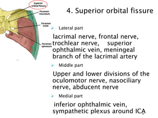 4. Superior orbital fissure
 Lateral part
lacrimal nerve, frontal nerve,
trochlear nerve, superior
ophthalmic vein, meningeal
branch of the lacrimal artery
 Middle part
Upper and lower divisions of the
oculomotor nerve, nasociliary
nerve, abducent nerve
 Medial part
inferior ophthalmic vein,
sympathetic plexus around ICA34
 