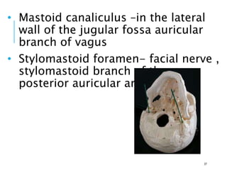 • Mastoid canaliculus –in the lateral
wall of the jugular fossa auricular
branch of vagus
• Stylomastoid foramen- facial nerve ,
stylomastoid branch of the
posterior auricular artery
37
 