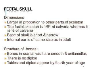 FEOTAL SKULL
39
Dimensions
 Larger in proportion to other parts of skeleton
 The facial skeleton is 1/8th of calvaria whereas it
is ½ of calvaria
 Base of skull is short & narrow
 Internal ear is of same size as in adult
Structure of bones :
 Bones in cranial vault are smooth & unilamellar,
 There is no diploe
 Tables and diploe appear by fourth year of age
 