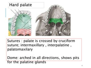 6
Hard palate
Sutures : palate is crossed by cruciform
suture; intermaxillary , interpalatine ,
palatomaxilary
Dome: arched in all directions, shows pits
for the palatine glands
 