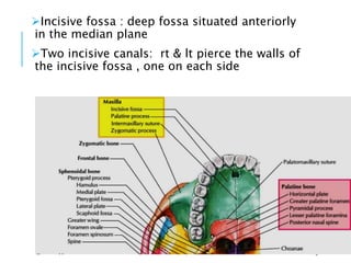 Incisive fossa : deep fossa situated anteriorly
in the median plane
Two incisive canals: rt & lt pierce the walls of
the incisive fossa , one on each side
8
 