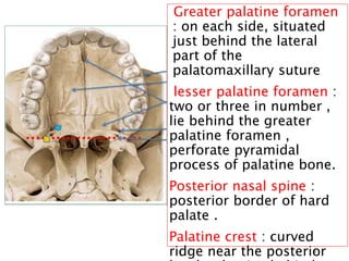 Greater palatine foramen
: on each side, situated
just behind the lateral
part of the
palatomaxillary suture
lesser palatine foramen :
two or three in number ,
lie behind the greater
palatine foramen ,
perforate pyramidal
process of palatine bone.
Posterior nasal spine :
posterior border of hard
palate .
Palatine crest : curved
ridge near the posterior9
 
