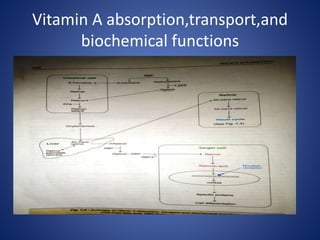 Class 2 Vitamin A Pptx